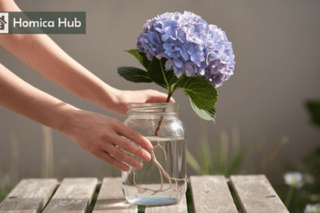 The Images shows a woman holding a jar filled with water an hydrangea plant stem dipped in it ,, showing the propagation of hydrangea in water.